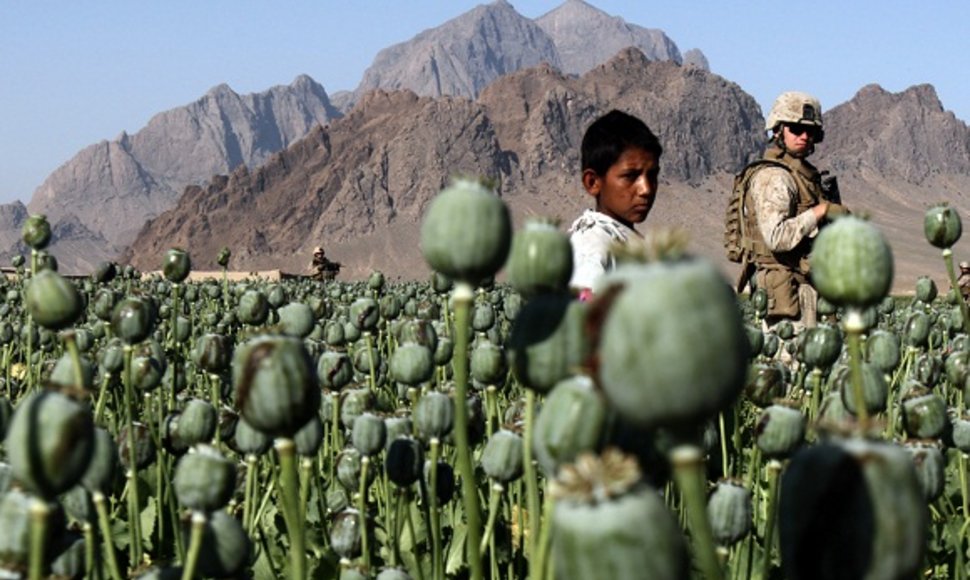 Afganistano aguonų laukai