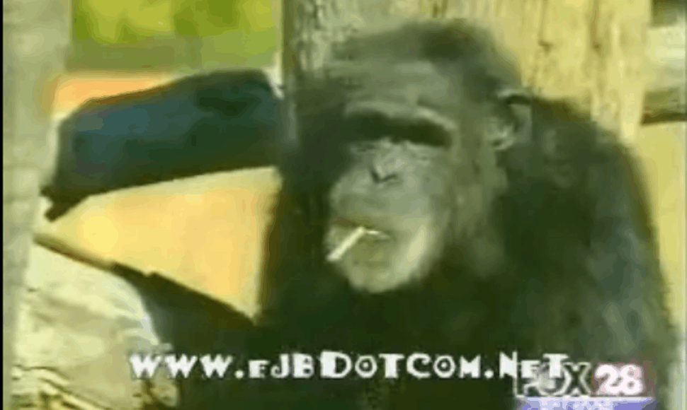Rūkanti šimpanzė Charlie
