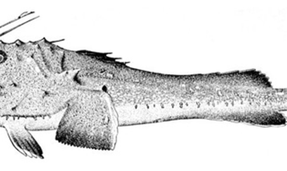  Europinis jūros velnias turi tikrų tikriausią meškerę su švytinčiu masalu, kuriuo prisivilioja tiesiai į nasrus grobį.