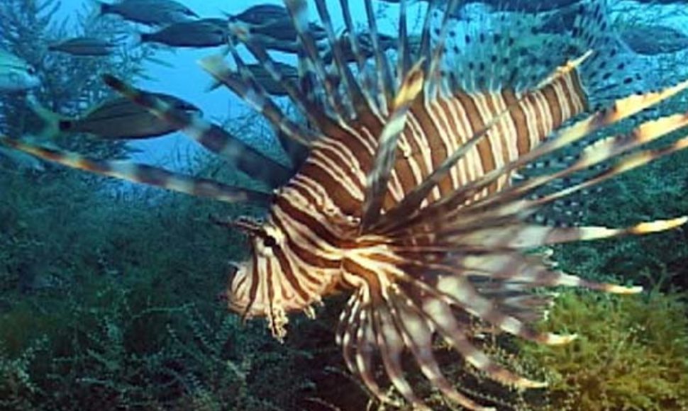 Pterois