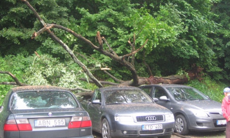 Vaduvos gatvėje nuvirtęs medis pridarė nuostolių trijų automobilių savininkams, vienas iš jų ketina kreiptis į teismą dėl žalos atlyginimo, nes Vilniaus savivaldybė nepasirūpino medį laiku nupjauti.