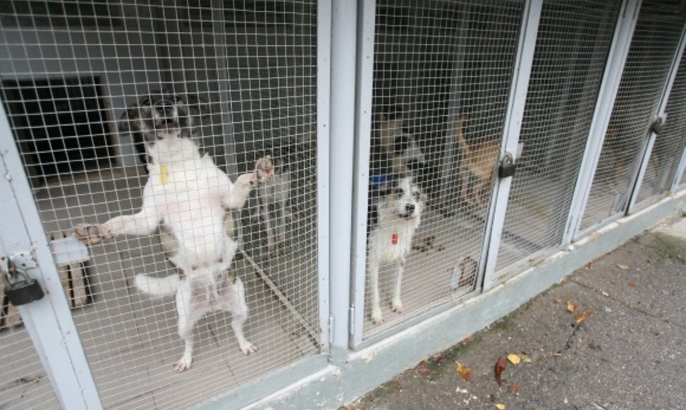 Gyvūnų globėjai tvirtina, kad uždrausti šunims loti yra neįmanoma – jeigu loja vienas, los ir kiti šunys.