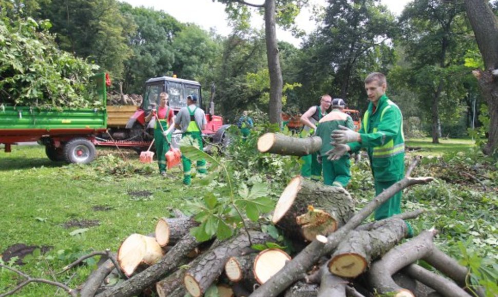 Sereikiškių parke tvarkomi išvartyti medžiai.