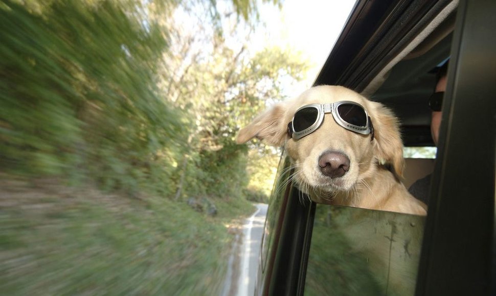 Šis šuo automobilyje keliauja pažeisdamas Naujojo Džersio valstijos įstatymus