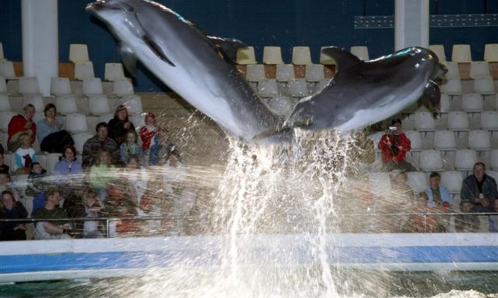 Kol vyks delfinariumo rekonstrukcija, delfinai kartu su savo treneriais leis laiką Graikijoje, Atikos zoologijos sode.
