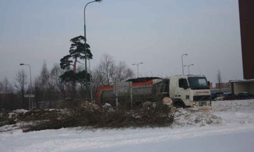 Dėl gatvės rekonstrukcijos kertamus medžius vėliau ketinama atsodinti.