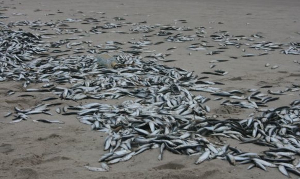 Trečiadienį Smiltynės paplūdimyje rastos nugaišusios žuvys išsibarstė daugiau nei 2 km ilgio ruože. 