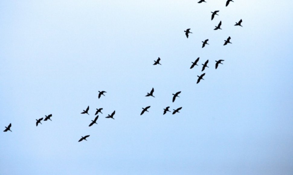 Daugiausia paukščių ornitologai priskaičiuoja rugsėjį ir spalį, šiems traukiant į šiltesnius kraštus.