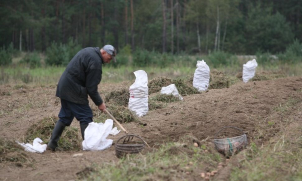 Bulvių augintojai teigia, kad vasaros kaitros išdžiovino laukus, tačiau derliumi skųstis nereikėtų.