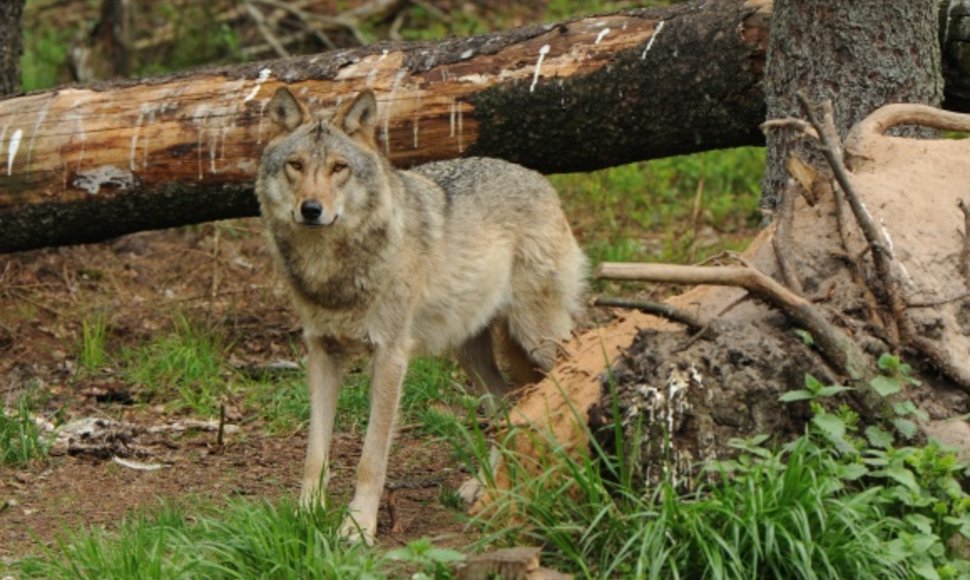 Mokslininkų duomenimis, Lietuvoje šiuo metu gyvena maždaug 500 vilkų. Per jų medžioklės sezoną, gruodį–balandį, leista sumedžioti 60 šių žinduolių.