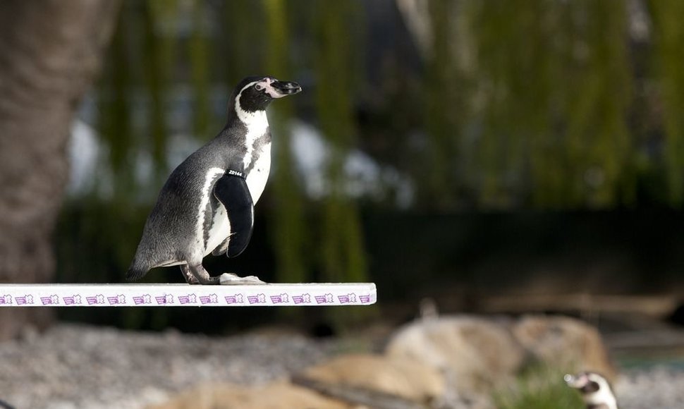 Pingvinas ant trampilno