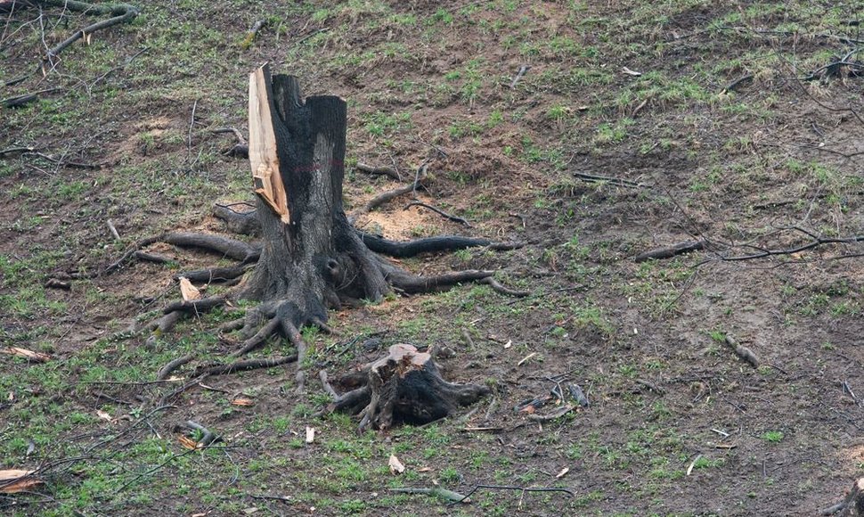 Tvarkomas Gedimino kalno šlaitas