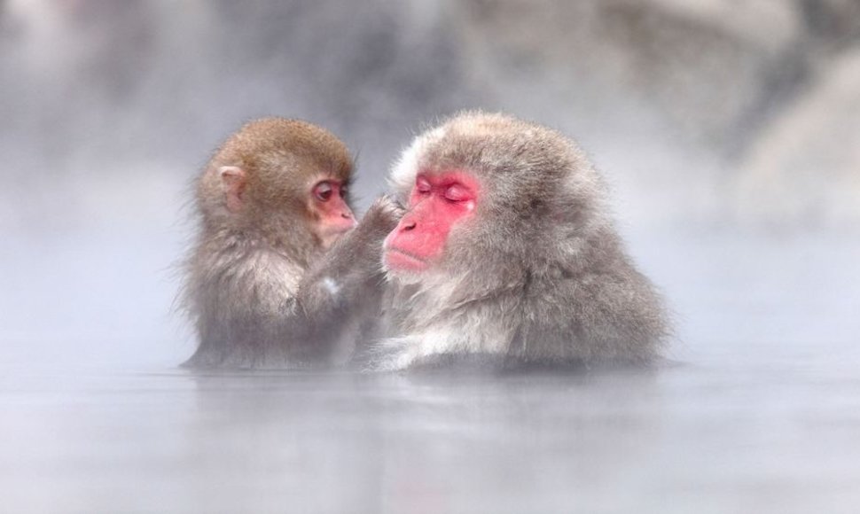 Japoniškos makakos