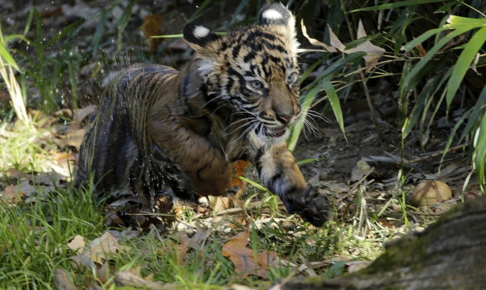 Išsimaudęs sumatros tigro jauniklis