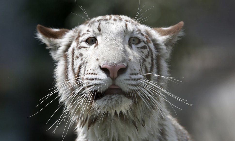 Baltojo bengalinio tigro jauniklė Limos privačiame zoologijos sode