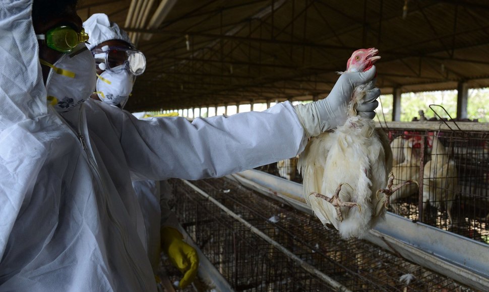 Indijos vištų fermoje aptiktas paukščių gripo virusas.
