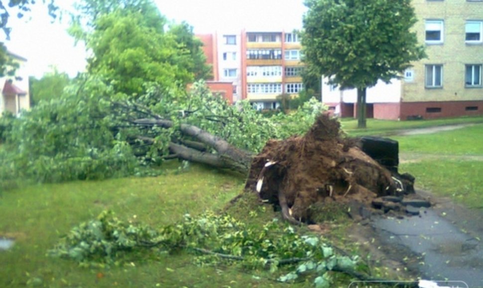 Su šaknimis vėjo nuverstas medis Utenoje