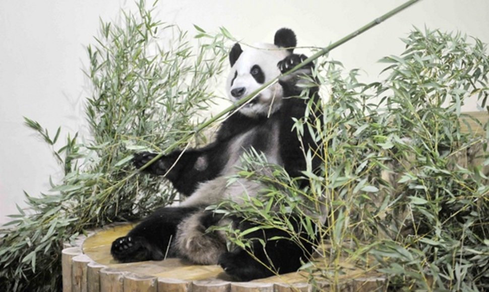 Panda vardu Yangas Guangas