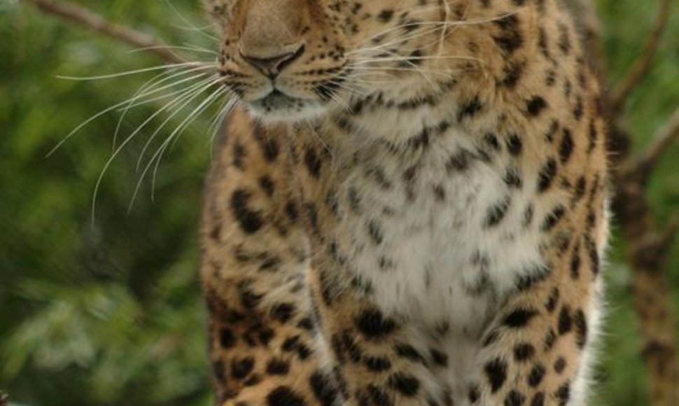 Itin retai gamtoje sutinkamas Amūrinis leopardas