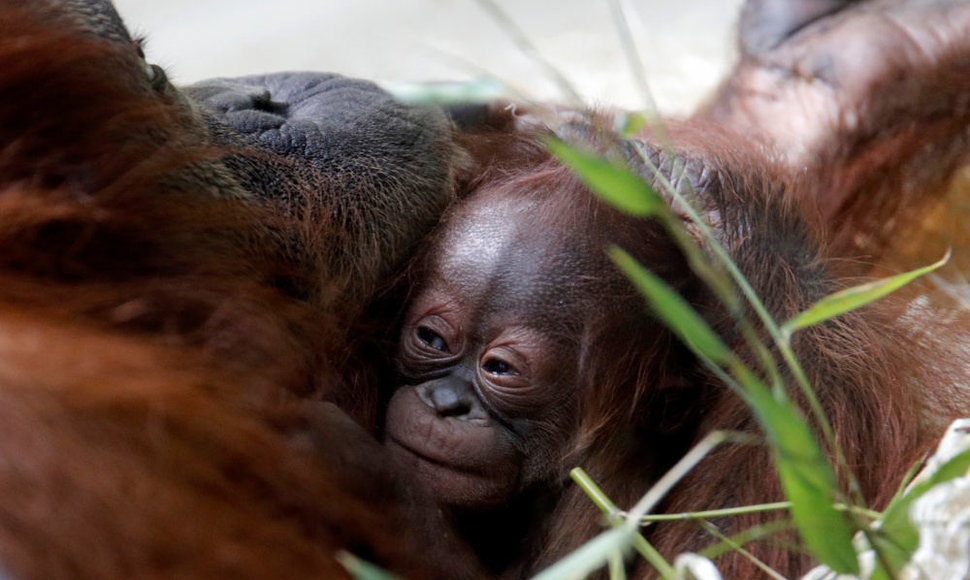 Orangutano jauniklis