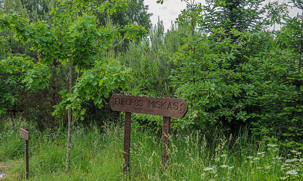 Europos miškas Akmenių kaime, Lietuvos-Lenkijos pasienyje Lazdijų rajone, pasodintas Lietuvos įstojimo į ES proga