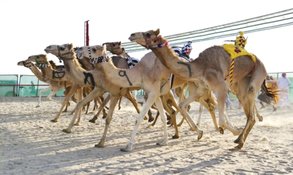 Kupranugarių lenktynės Kuveite