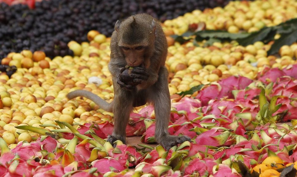 Beždžionė Tailande