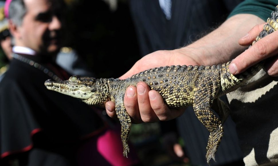 Kubos krokodilas, kuris po kelių dienų su popiežiumi keliaus į Kubą