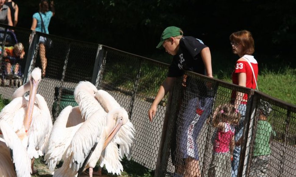 Kauno zoologijos sode puikiai jaučiasi pelikanai. 