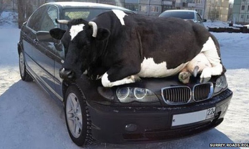 Karvė ant automobilio