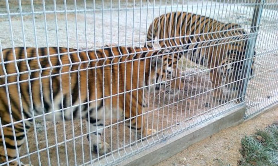 Neįregistruotame zoologijos sode laikomi tigrai