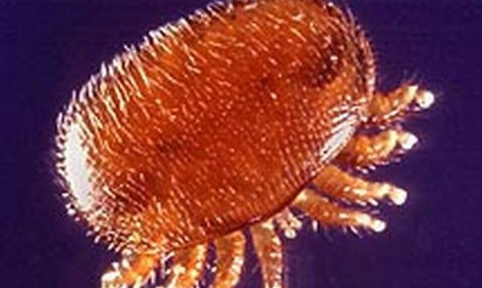 Erkutė Varroa.