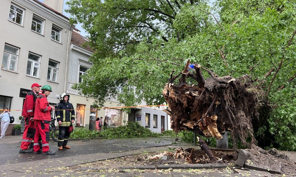 Vilniuje, Rūdninkų g., žaibas trenkė į medį