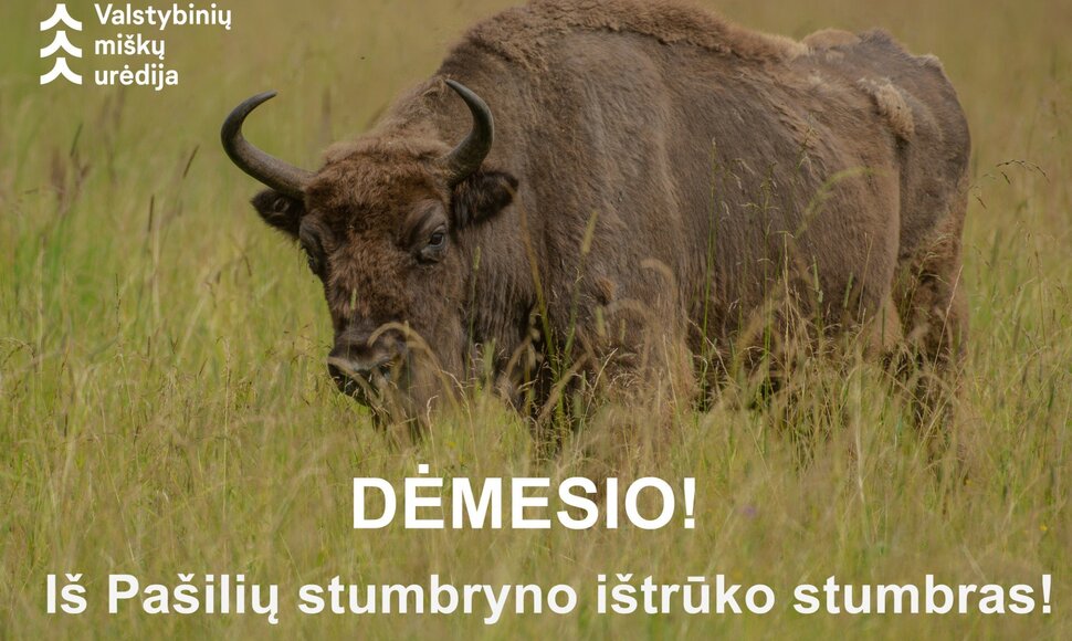 I&scaron; Pa&scaron;ilių stumbryno i&scaron;trūko stumbras