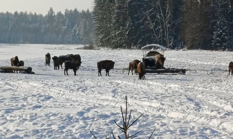 Stumbrai Stėgalių stumbryne