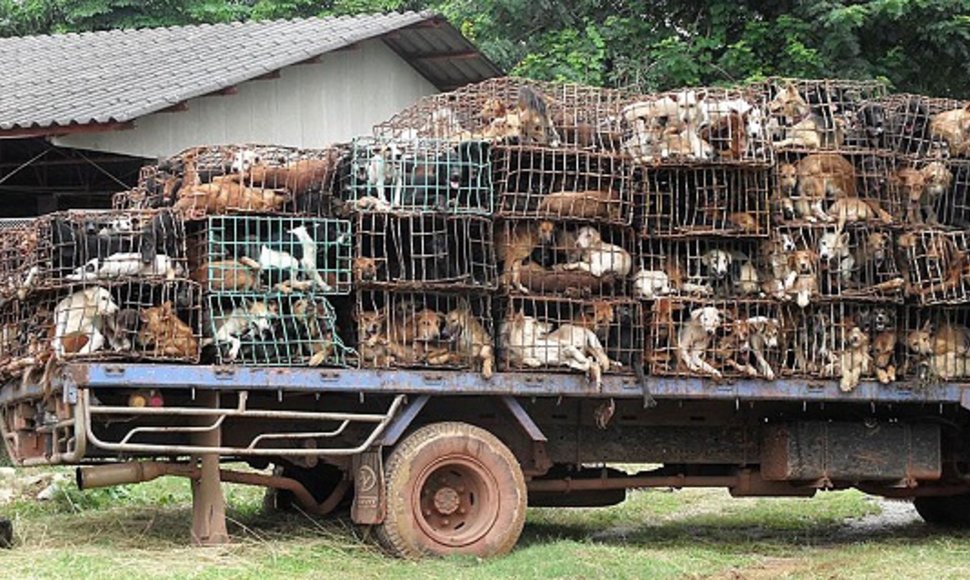 Tailande išgelbėti šunys
