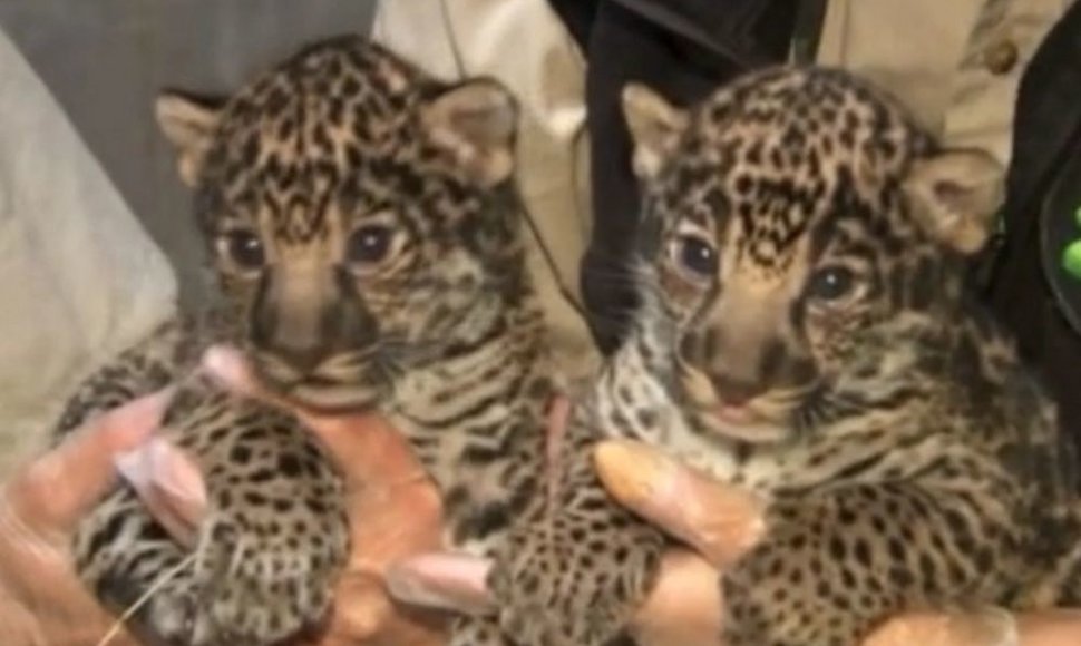 San Diego zoologijos sode gimę dviejų savaičių jaguaro mažyliai