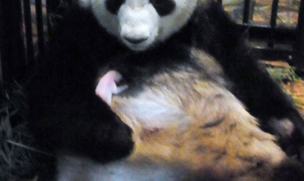 Didžioji panda su savo jaunikliu