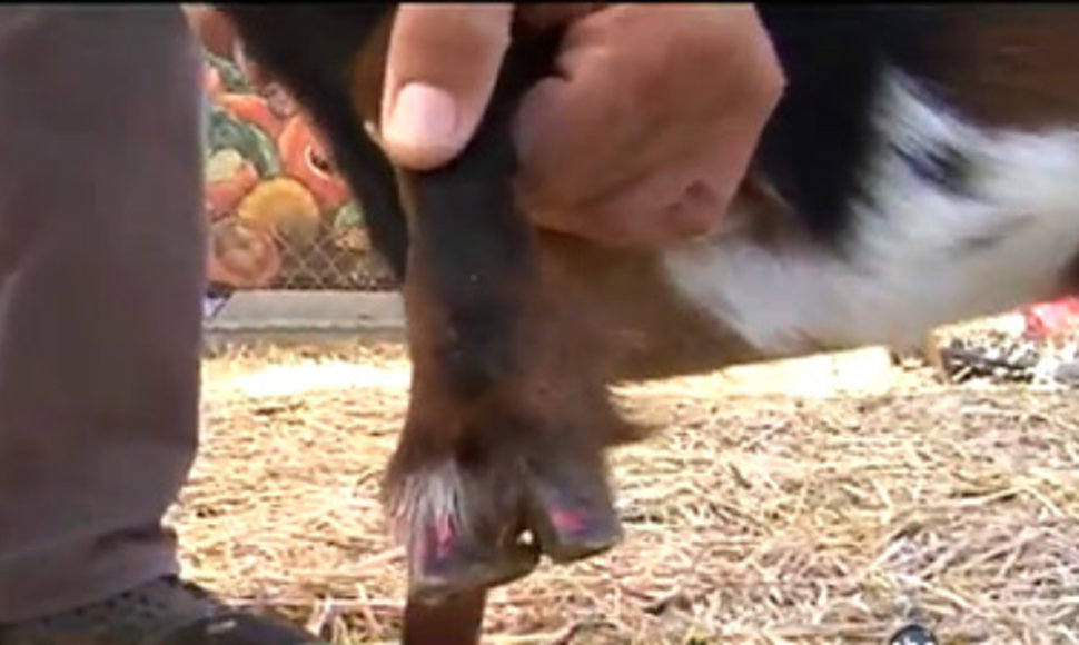 Iš zoologijos sodo pavogtam ožiui du išdaigininkai padarė pedikiūrą