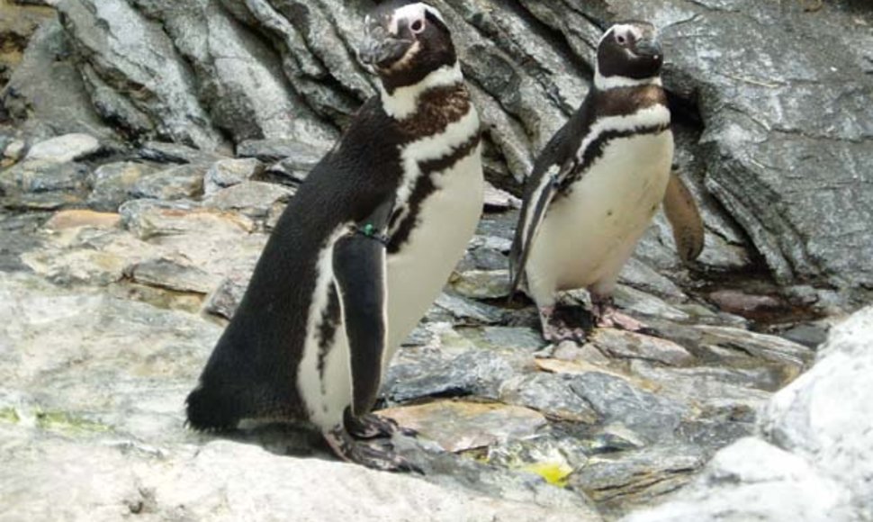 Magelaniniai pingvinai