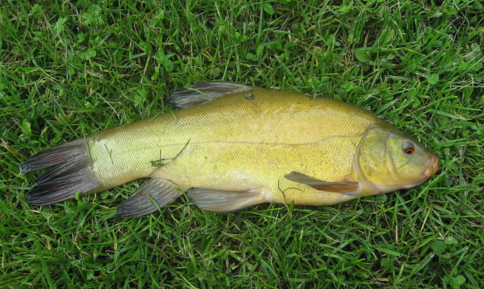 Lynas (lot. Tinca tinca, angl. Tench, vok. Schleie) – karpžuvių žuvis, priklausanti karpinių (Cyprinidae) šeimai.