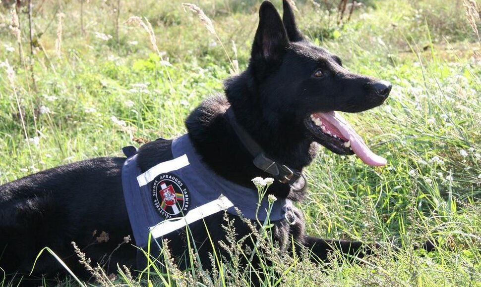 Vokiečių aviganė Akela sugavo tris gruzinus nelegalus