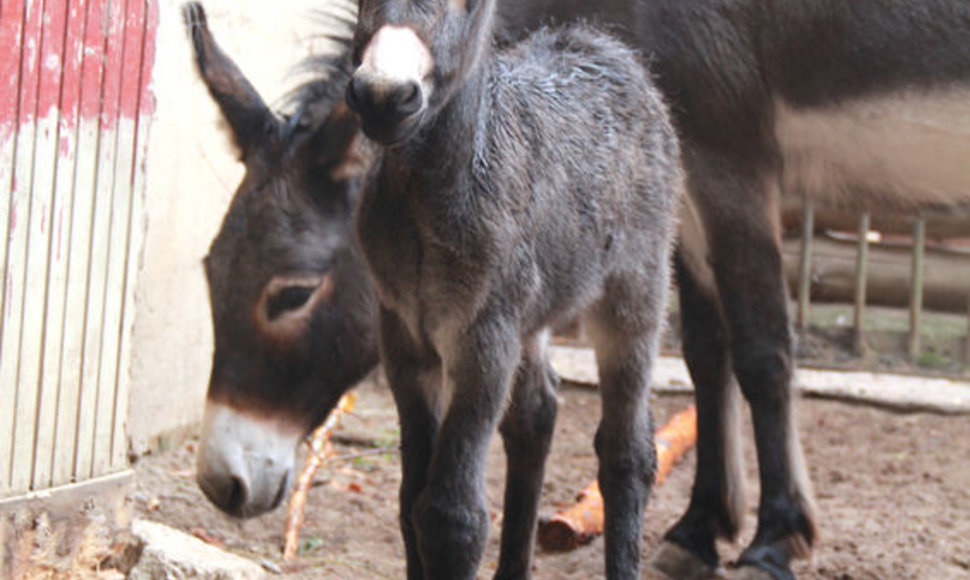  Lietuvos zoologijos sode gimė asiliukas