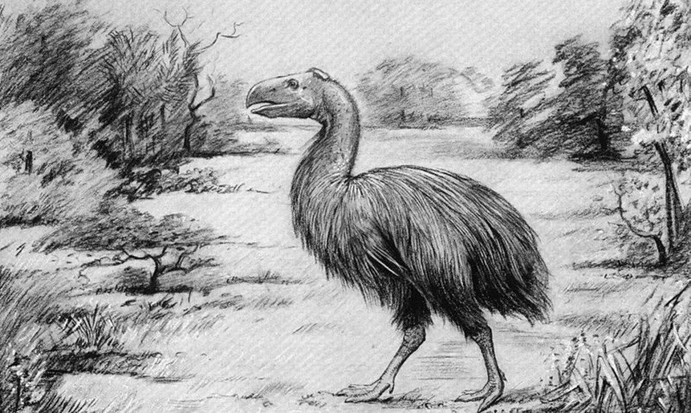 Vienu pagrindinių Žemės plėšrūnų laikytas „pragaro paukštis“ – Gastornis