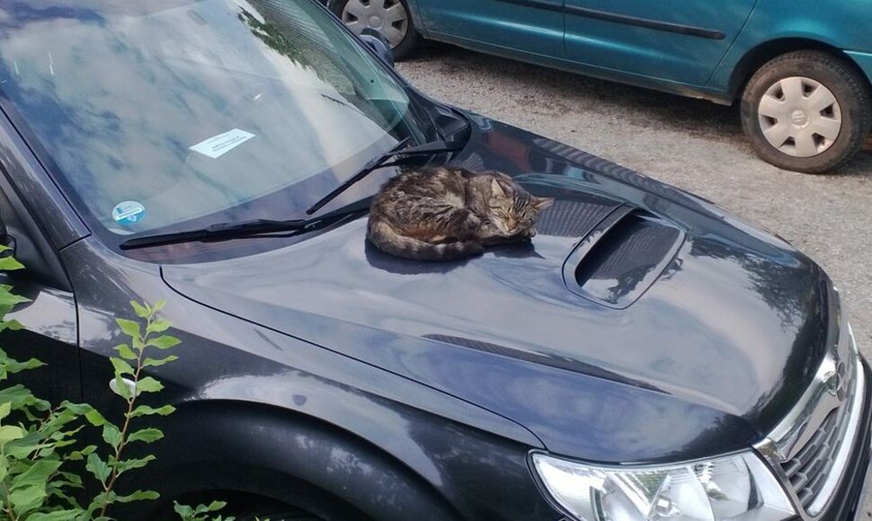 Katė ant automobilio