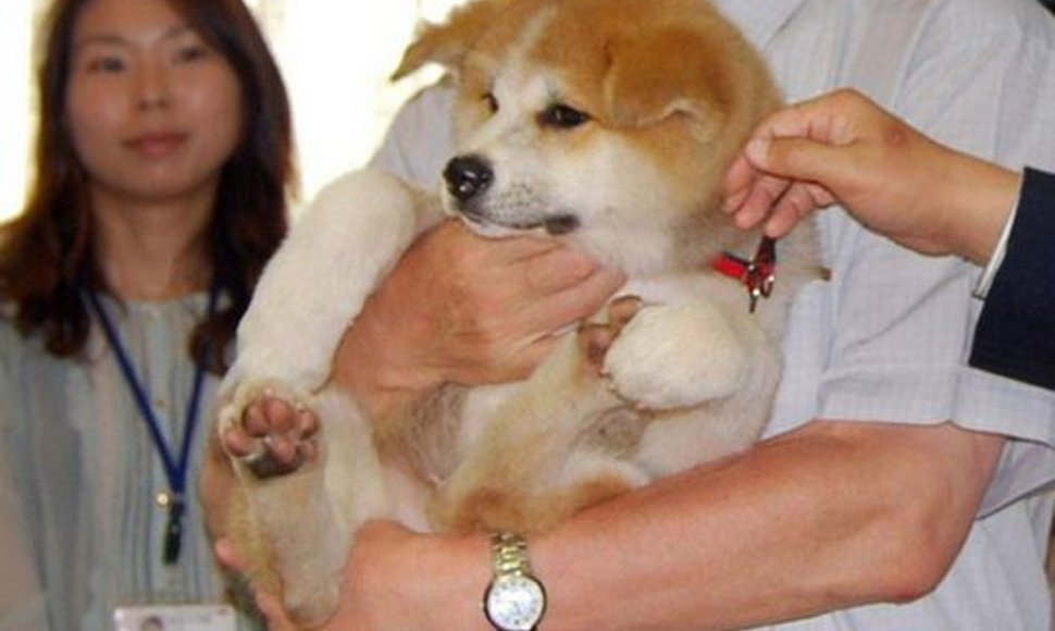 Akita inu veislės šuniuką V.Putinui padovanojo Akitos prefektūros gubernatorius Norihisa Satake.