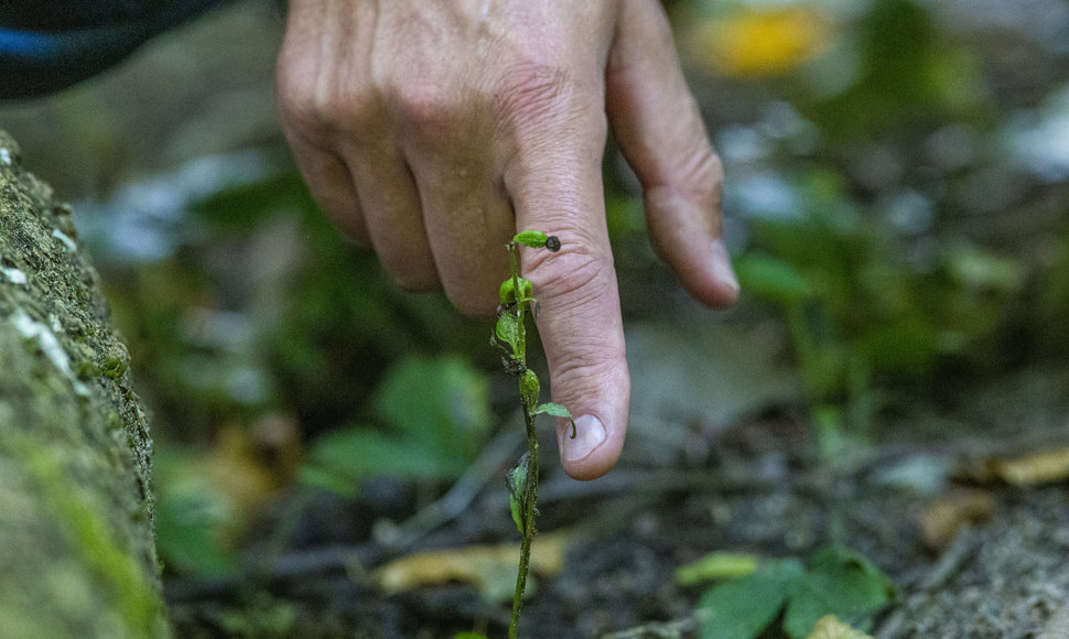 Į Žuvinto biosferos rezervatą ateina ruduo. Buktos miškas ir šiemet atrastas naujas augalas – gegužraibinių šeimos skiautalūpių genties rūšis.