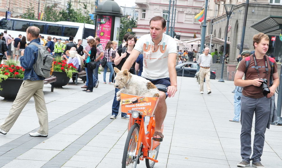 Oranžiniais dviračiais važinėjasi ir dviratininkai, ir net gyvūnai.