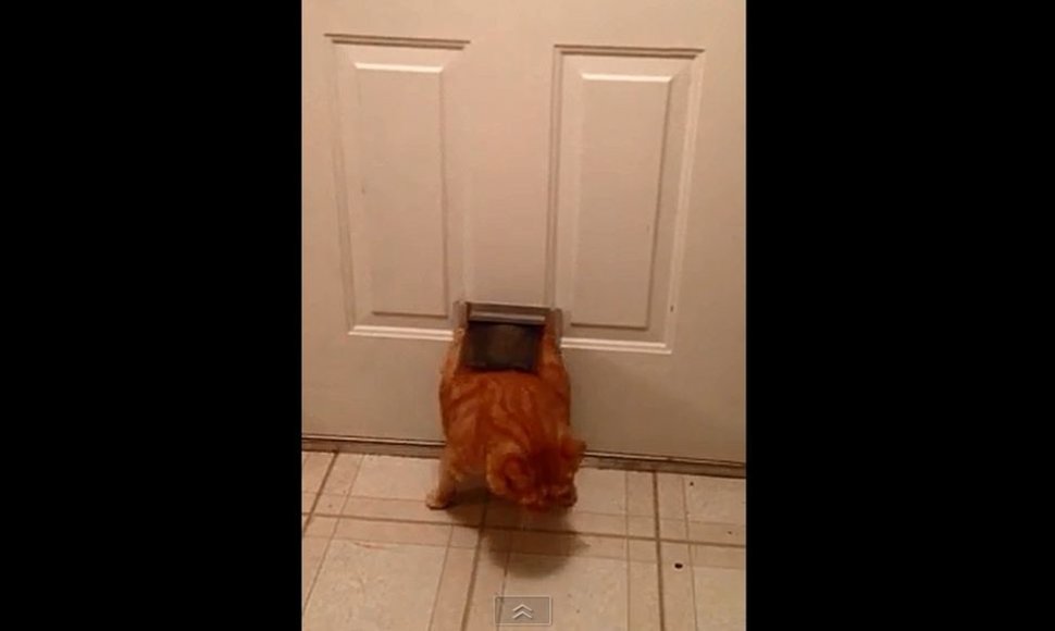 Katinas lenda per siaurą angą duryse