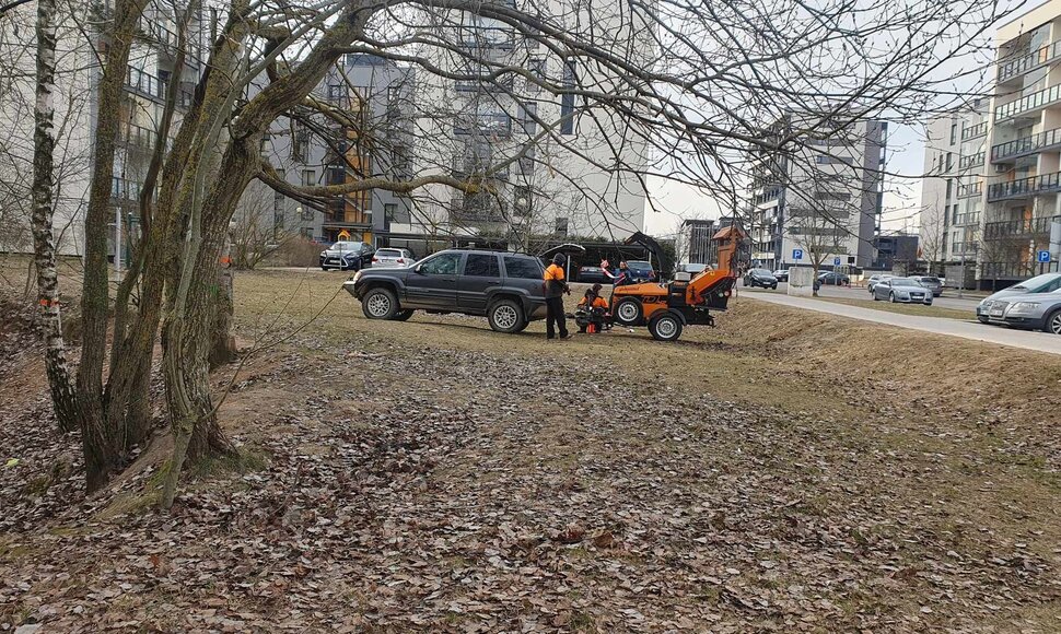 Sužymėti medžiai Priegliaus gatvėje